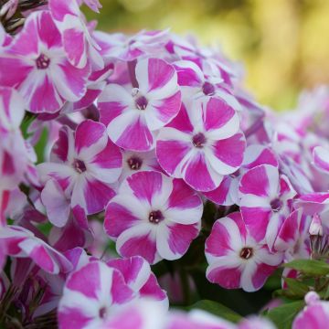 Phlox paniculata Bambini Candy Crush