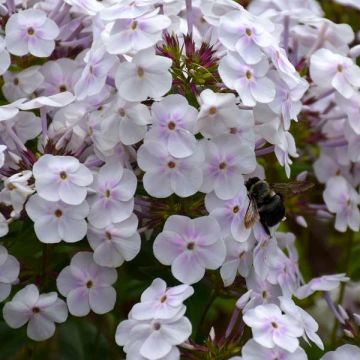 Hohe Flammenblume Fashionably Early Crystal - Phlox paniculata