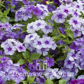 Sommer-Phlox Moody Blues (Samen) - Phlox