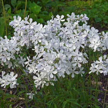 Wald-Phlox White Perfume - Phlox divaricata