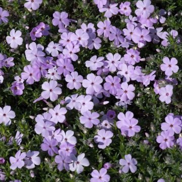 Polsterphlox Lilac Cloud - Phlox douglasii