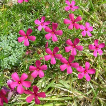 Polsterphlox Ochsenblut - Phlox douglasii