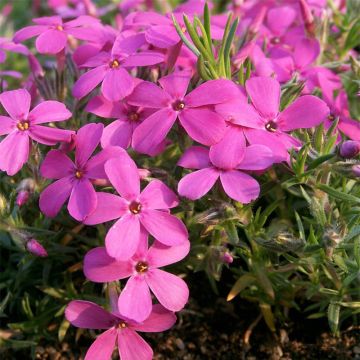 Polsterphlox Waterloo - Phlox douglasii