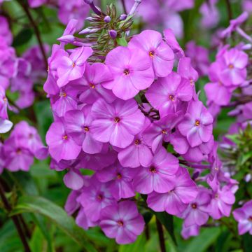 Gefleckter Phlox Alpha - Phlox maculata