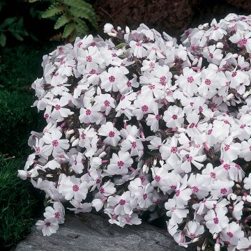 Pfriemenförmiger Phlox Amazing Grace - Phlox subulata