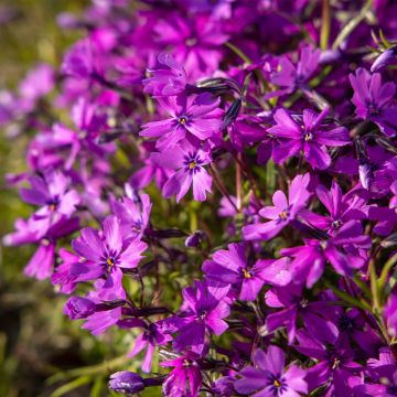 Pfriemenförmiger Phlox Atropurpurea - Phlox subulata