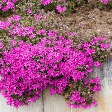 Pfriemenförmiger Phlox Scarlet Flame - Phlox subulata