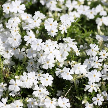 Pfriemenförmiger Phlox White Delight - Phlox subulata