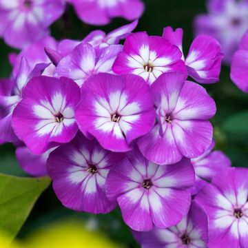 Hohe Flammenblume Adinda - Phlox paniculata