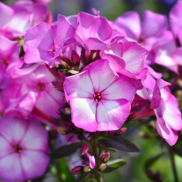 Hohe Flammenblume Amethyst - Phlox paniculata