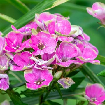 Hohe Flammenblume Aureole - Phlox paniculata