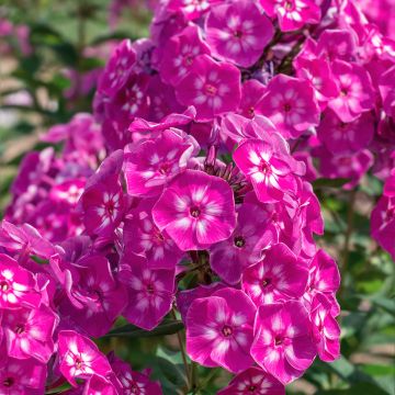 Hohe Flammenblume Bambini Sweet Tart - Phlox paniculata