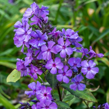 Hohe Flammenblume Blue Paradise - Phlox paniculata