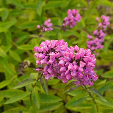 Hohe Flammenblume Butonik - Phlox paniculata