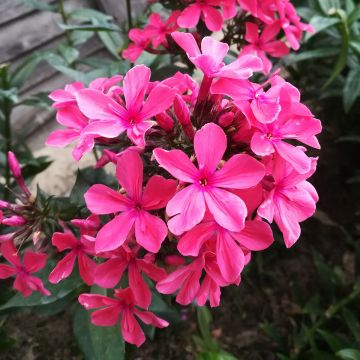 Hohe Flammenblume Cleopatra - Phlox paniculata