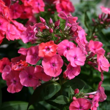 Hohe Flammenblume Coral Flame - Phlox paniculata