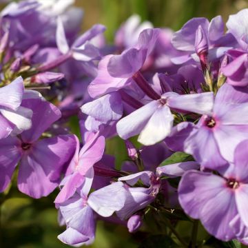 Hohe Flammenblume Famous Light Pink - Phlox paniculata