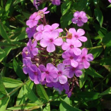 Hohe Flammenblume Hesperis - Phlox paniculata