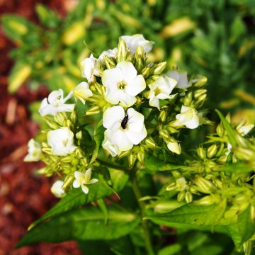 Hohe Flammenblume Jade - Phlox paniculata