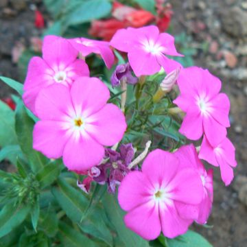 Hohe Flammenblume Laura - Phlox paniculata