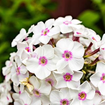 Hohe Flammenblume Mike's Favourite - Phlox paniculata