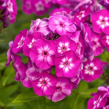 Hohe Flammenblume Modern Art - Phlox paniculata