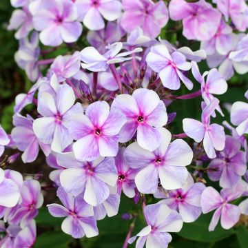 Hohe Flammenblume Neon Flare Blue - Phlox paniculata