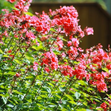 Hohe Flammenblume Orange Perfection - Phlox paniculata