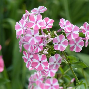 Hohe Flammenblume Peppermint Twist - Phlox paniculata