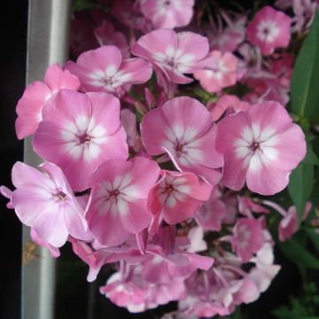 Hohe Flammenblume Pink Eye Flame - Phlox paniculata