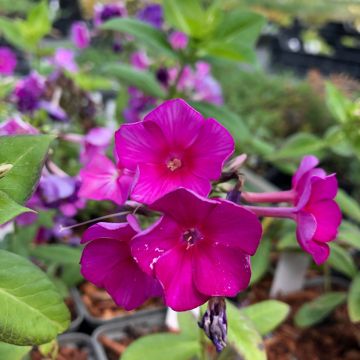 Hohe Flammenblume Purple Flame - Phlox paniculata