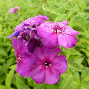 Phlox paniculata The King - Phlox paniculé violet bleuté soutenu