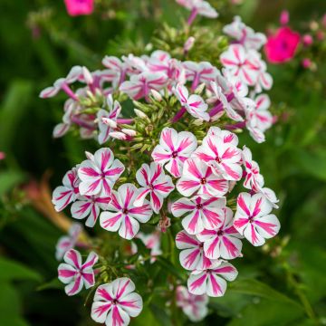 Hohe Flammenblume Twister - Phlox paniculata