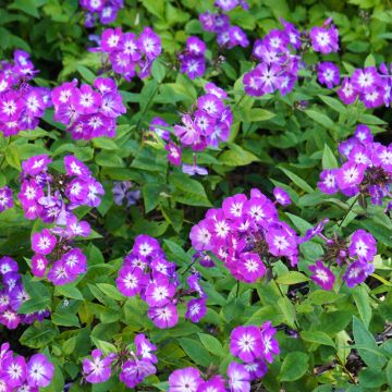 Hohe Flammenblume Uspech - Phlox paniculata