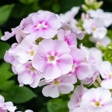 Hohe Flammenblume Younique Bicolor - Phlox paniculata