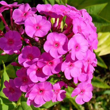 Hohe Flammenblume Younique Cerise - Phlox paniculata