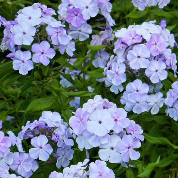 Hohe Flammenblume Younique Old Blue - Phlox paniculata