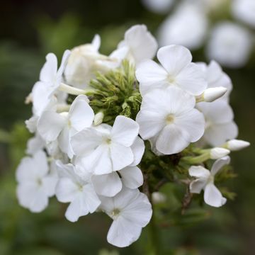 Hohe Flammenblume Younique White - Phlox paniculata