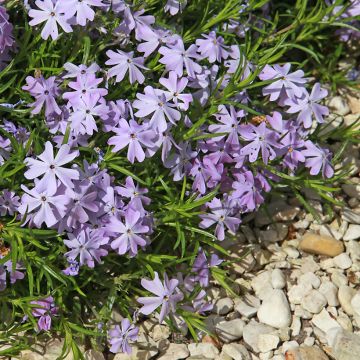 Pfriemenförmiger Phlox Cushion Blue - Phlox subulata