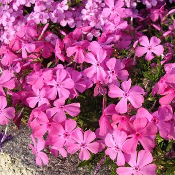 Phlox subulata McDaniel's Cushion - Phlox mousse