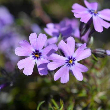 Pfriemenförmiger Phlox Purple Beauty - Phlox subulata