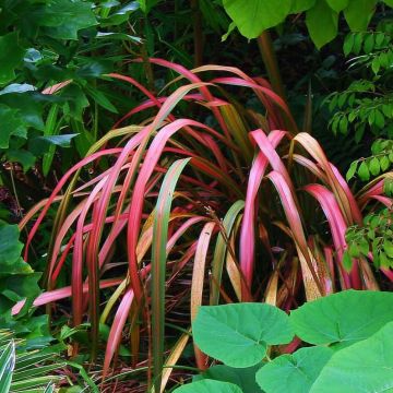 Phormium tenax Jester