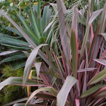 Phormium  Pink Stripe - Lin de Nouvelle-Zélande 