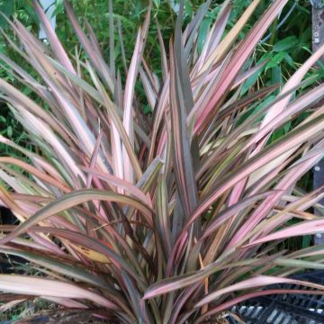 Phormium tenax Rainbow Sunrise