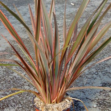 Phormium tenax Sundowner