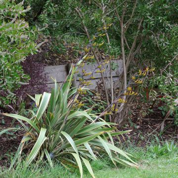 Phormium cookianum subsp. hookeri Tricolor