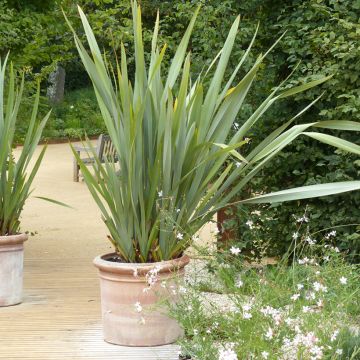 Phormium tenax - Neuseeländischer Flachs