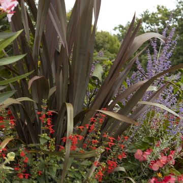 Phormium tenax Purpureum - Roter Neulseeländischer Flachs