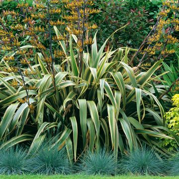 Phormium tenax Variegatum