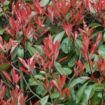 Photinia Little Red Robin